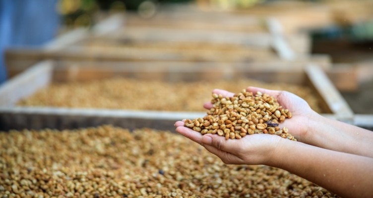Agriculteurs détenant des grains de café secs