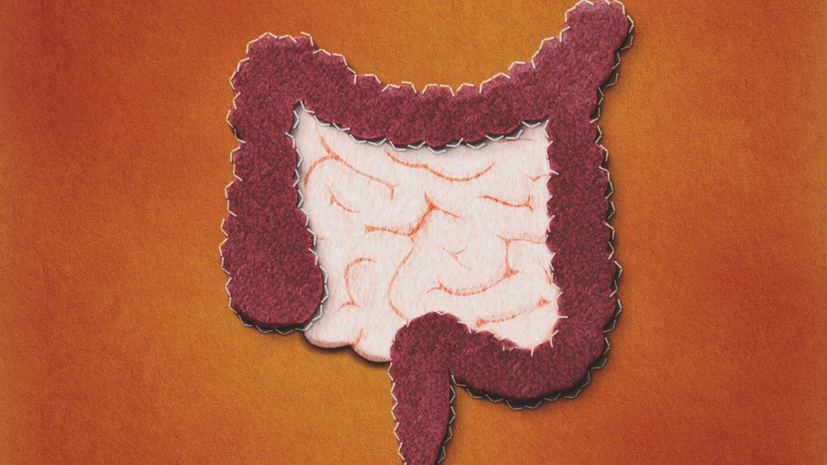 An illustration of the gut against an orange background