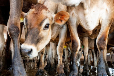 Convertir le fumier de vache en carburant est une solution climatique croissante, mais il existe des risques
