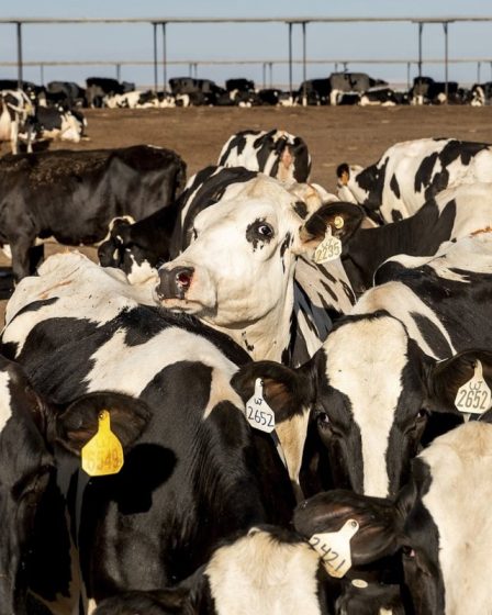 Convertir le fumier de vache en carburant est une solution climatique croissante, mais les critiques affirment que les communautés sont mises en danger