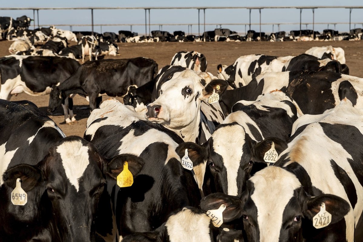 Convertir le fumier de vache en carburant est une solution climatique croissante, mais les critiques affirment que les communautés sont mises en danger