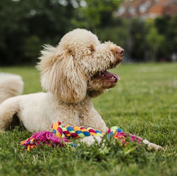 24 jouets pour chiens indestructibles pour mâcheurs agressifs