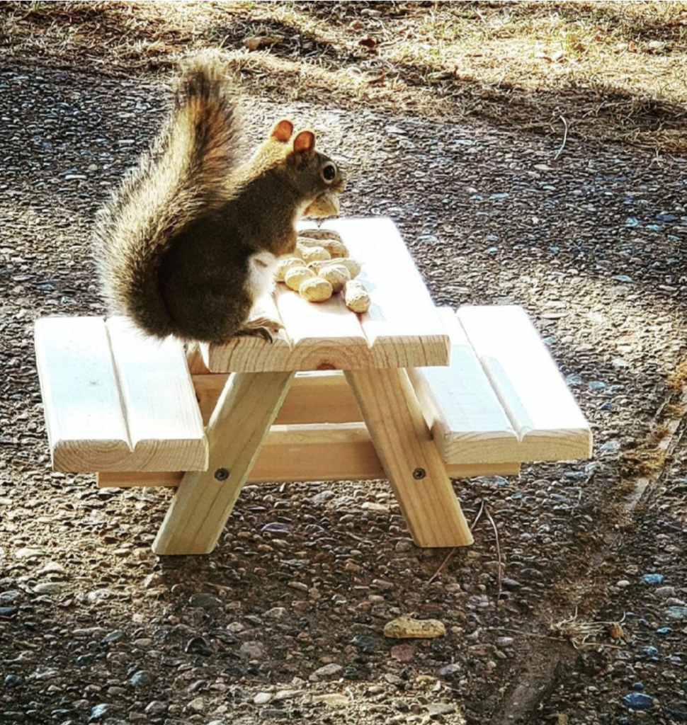 mangeoire pour table de pique-nique écureuil