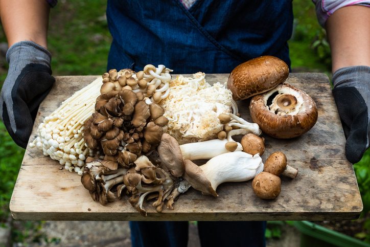 Man holding different types of mushrooms