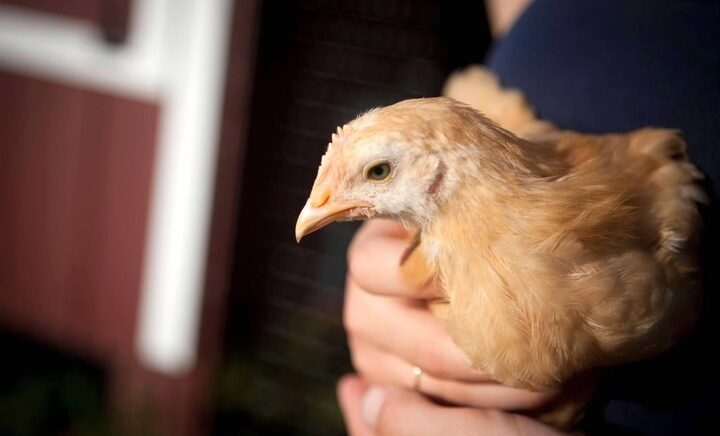 As more Vermonters raise backyard chickens, health officials explain how to minimize health risks