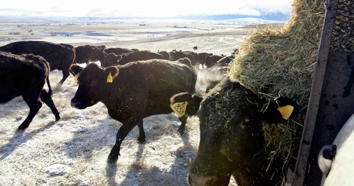 As farm life gets even tougher, Oregon plans to join mental health aid campaign