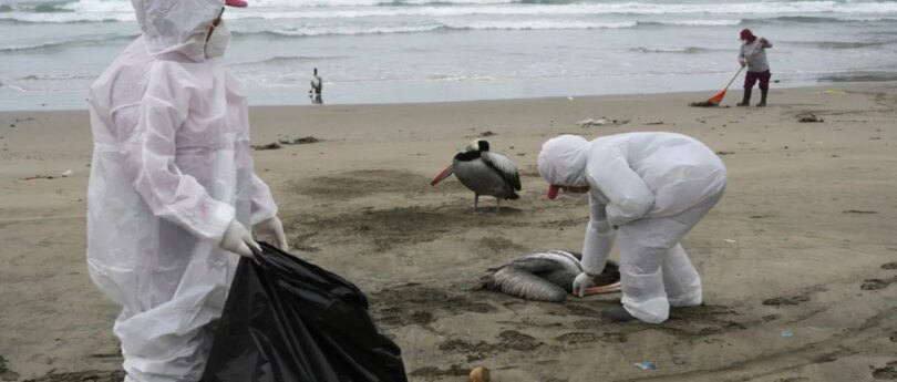 Chicken flocks decimated by avian flu: Ramen supply chain VP Lydia Wardle